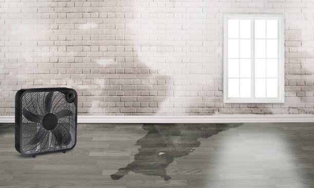Best Water damage contractors near me  in Darmstadt, IN